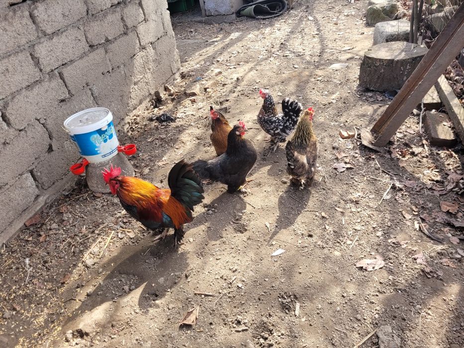 Oua de incubat găini pitice