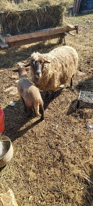 Oi de vinzare  fatate