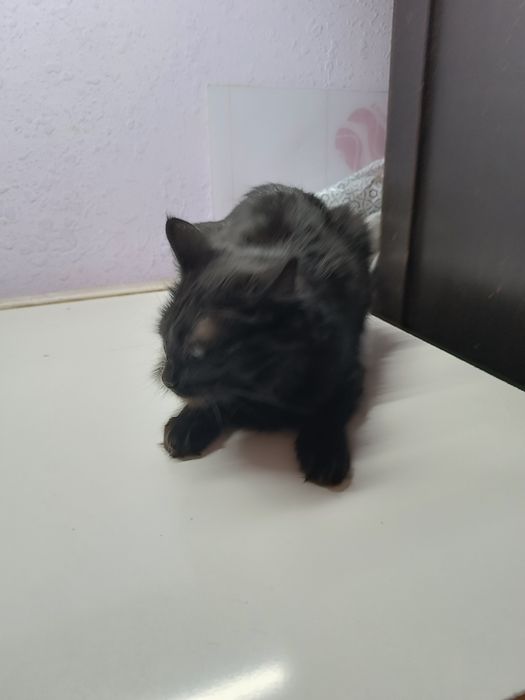 Mushuk tekin yaxshi qaraydigan odamga