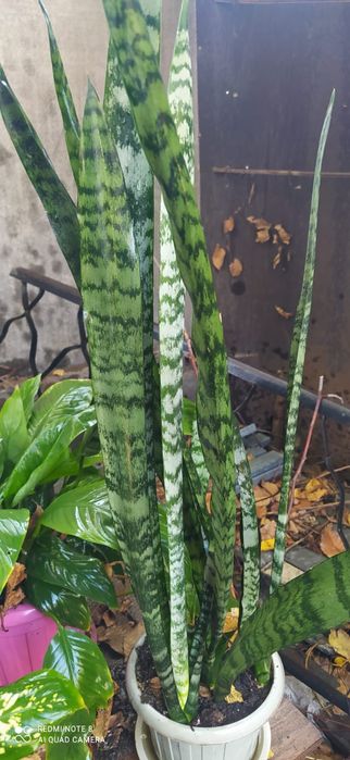 Комнатные цветы разные