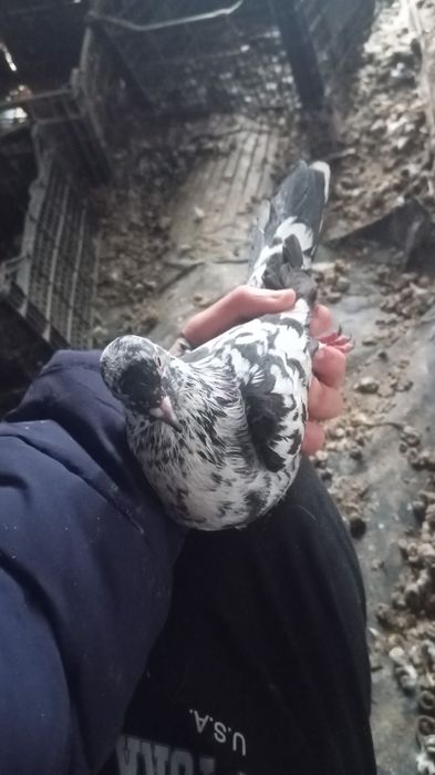 Dau la schimb turturele, porumbei  pe 1-2 femele cap de leu