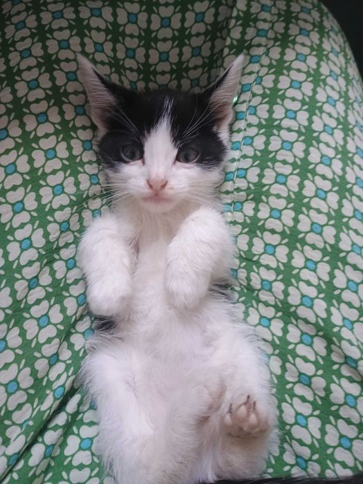 ofer adoptie gratuit 1 baietel pisoi 1 luna