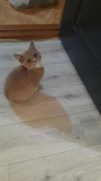 отдам котенка бесплатно