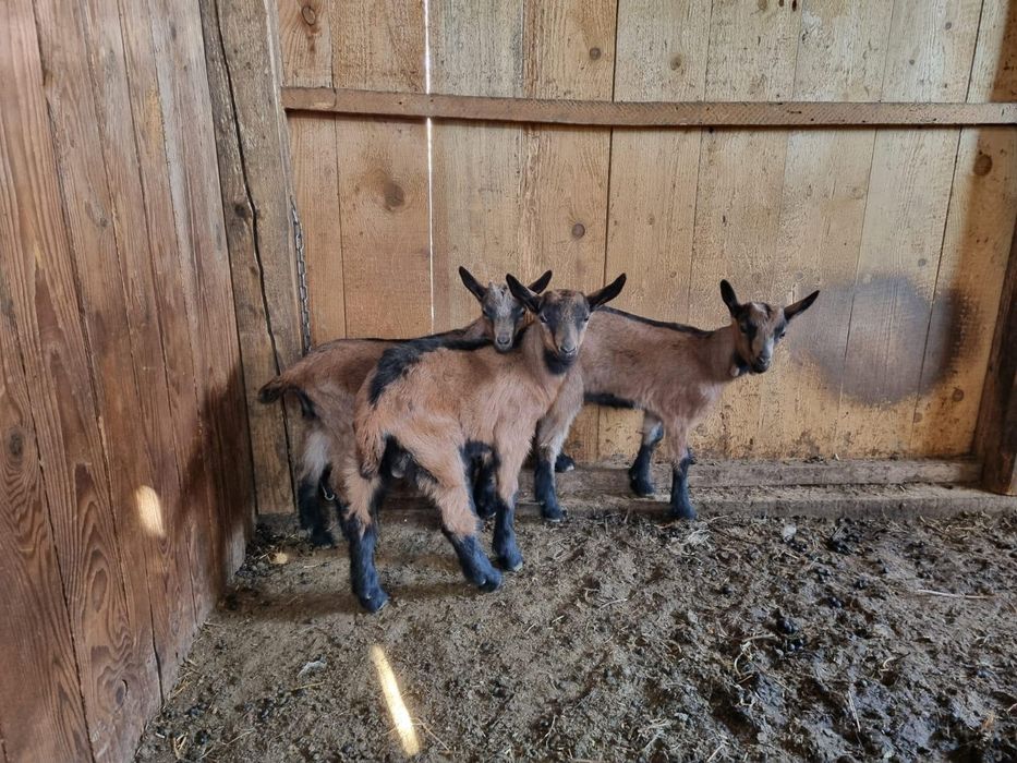 Iedițe și țap alpini francezi