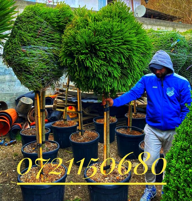 Maslini, palmieri, leandrii, tuia, platani, buxus, spirala, pon pon