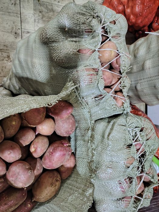 Продам домашний картофель