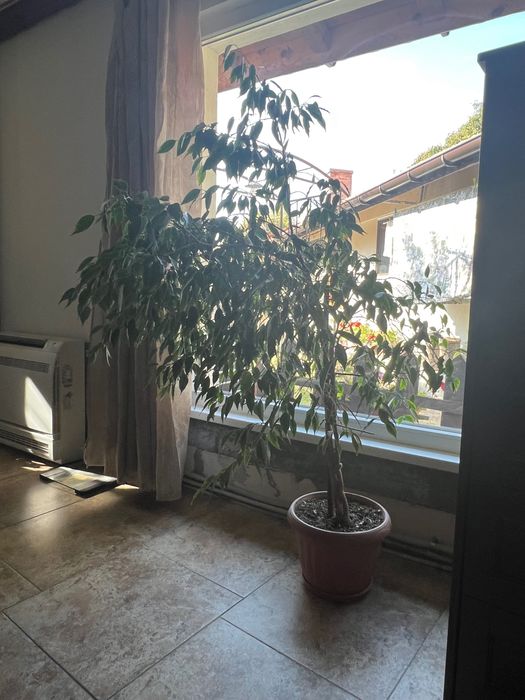 Продавам Бенджамин фикус
