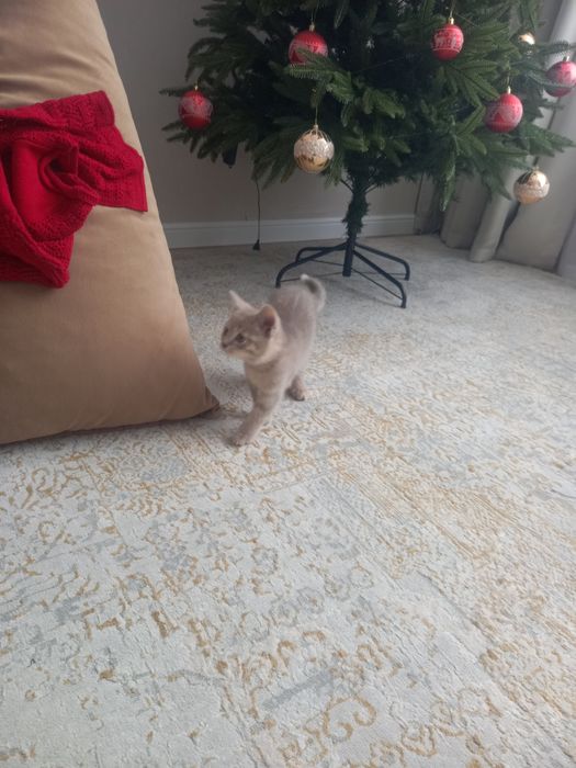 Продам котенка, мальчик 2.5 мес.