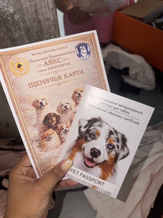 Продается чистокровный лабрадор-ретривер