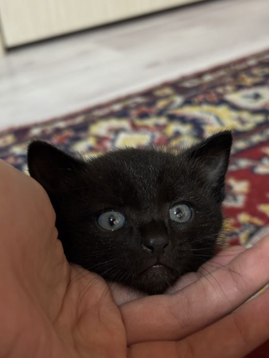 Котята в хорошие руки