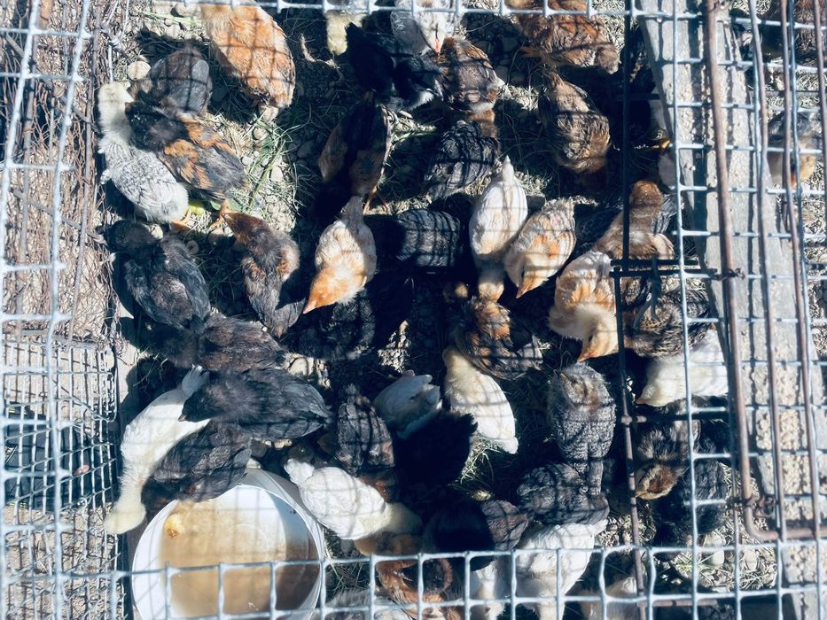 Балапандар сатылымда