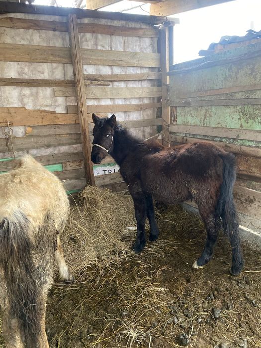 Срочно продам жеребца