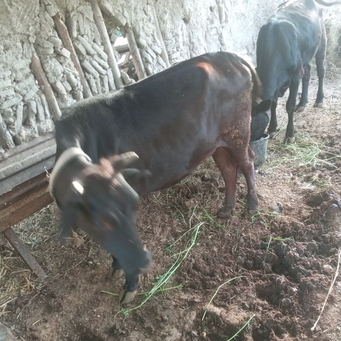 G'unajinlar sotiladi