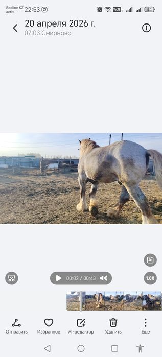 Продам жеребца тяж