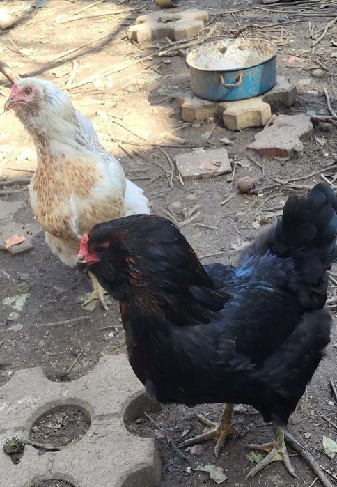 Vand oua gaini Ameraucana