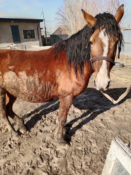 Бие кобыла буаз 2 туган