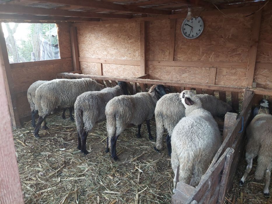 Vând 5 oi și un berbec