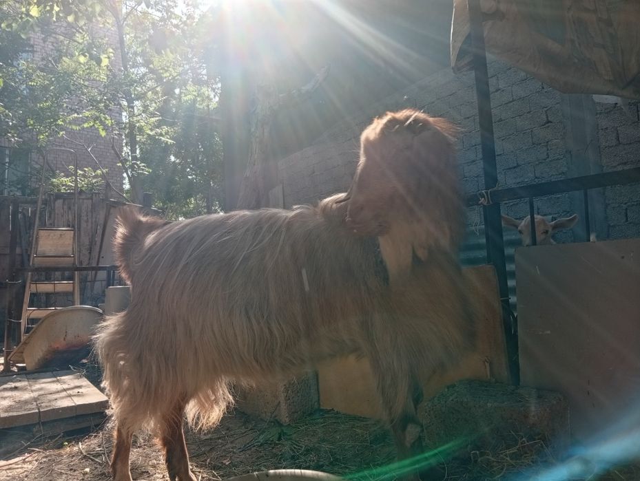 Продается коза Альпийка смешанная с Русской породой