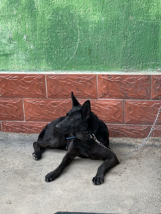 немецкая овчарка