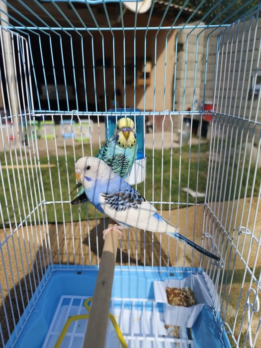 Продам пара попугай папугай