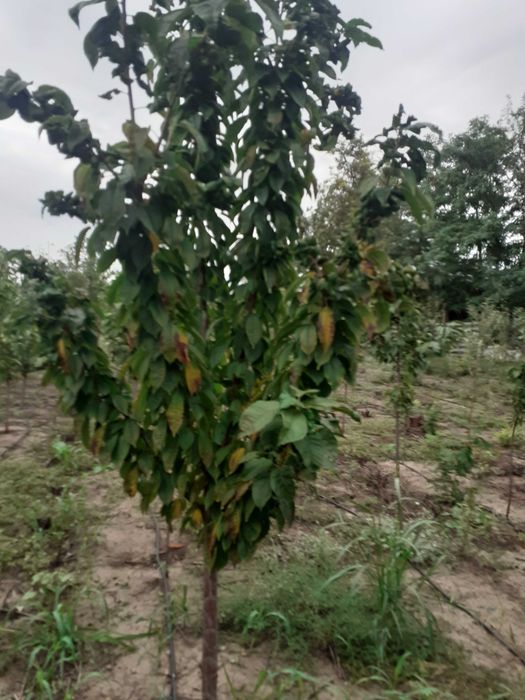 Super Oferta Pomi mari mar an 4-5