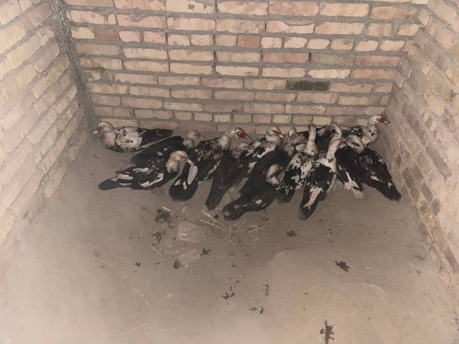 Gʻoz va indautka sotiladi