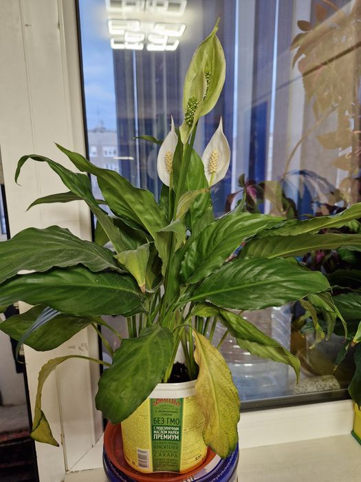 Продам женское счастье. Эухарис.