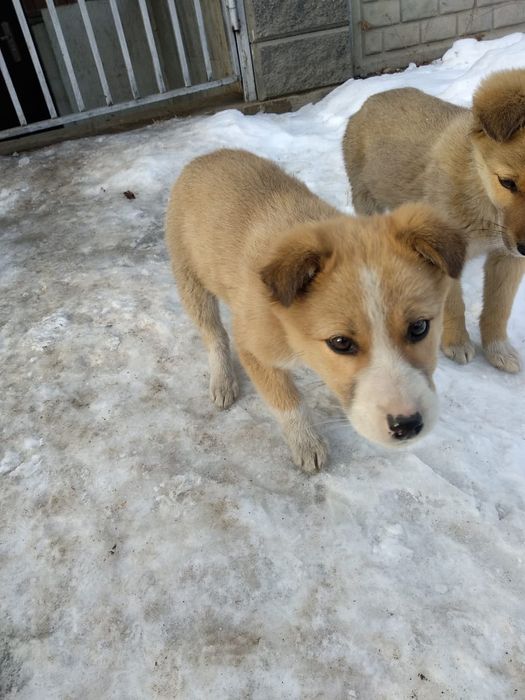 Щенки мальчик и девочка