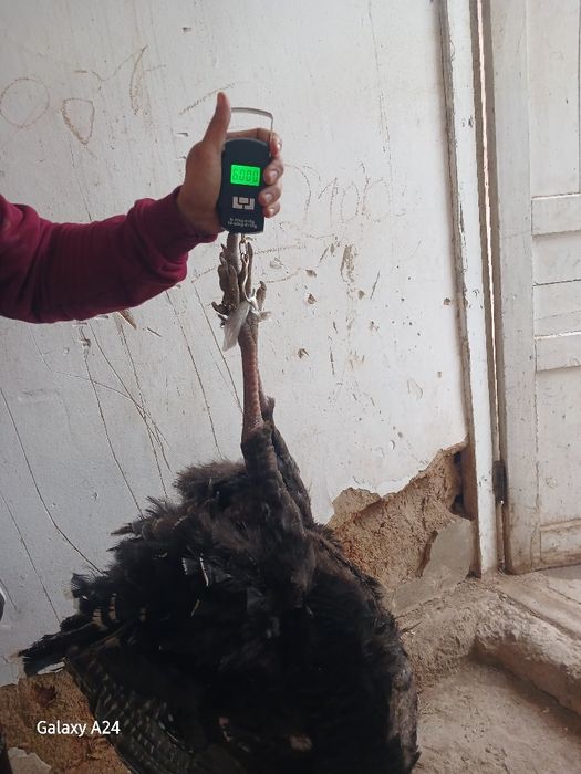 Еркак курка сотилади