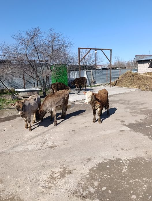 Продаются бычки .