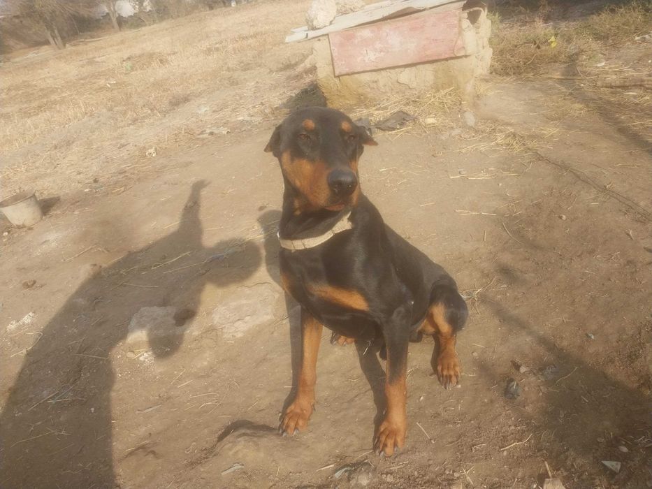 Erkak daberman yoshi 2da