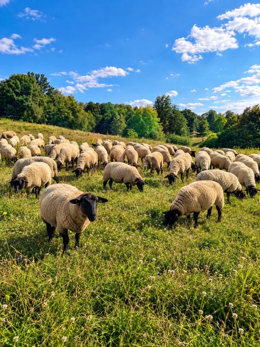 Oi suffolk de vanzare,linie genetica foarte buna.