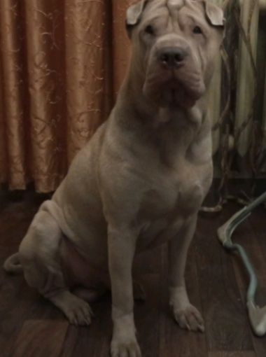 Вязка шарпей Американский