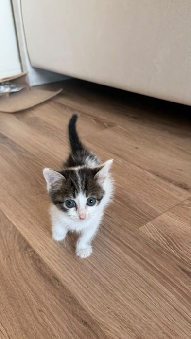 Котенок в хорошие руки