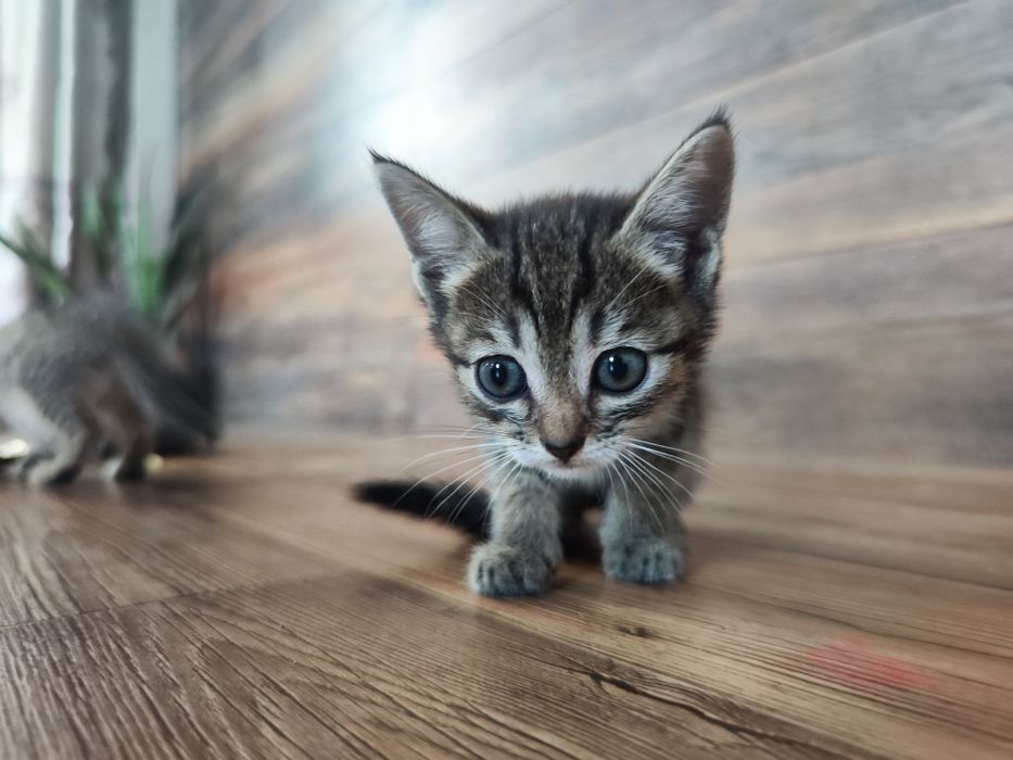 Отдаем кошечку 1,5 месяцев.
