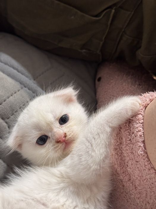 Милые котята ищут любящих хозяев