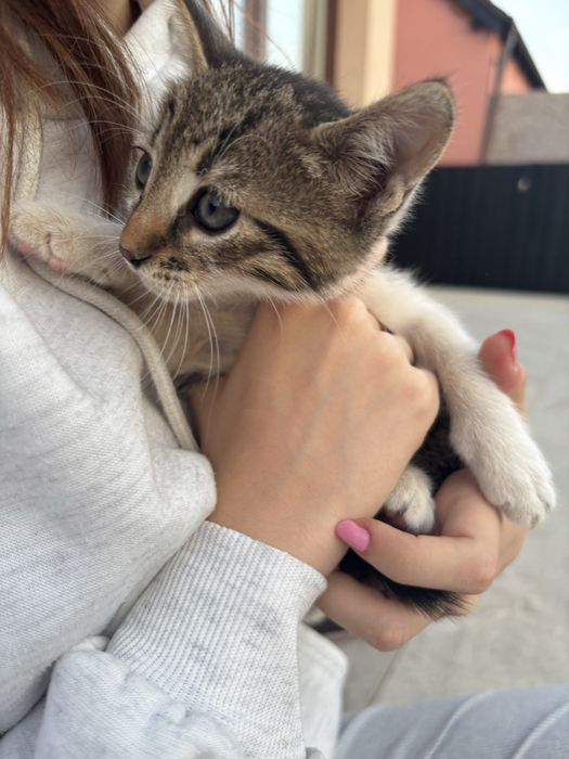 puiuti pentru adoptie
