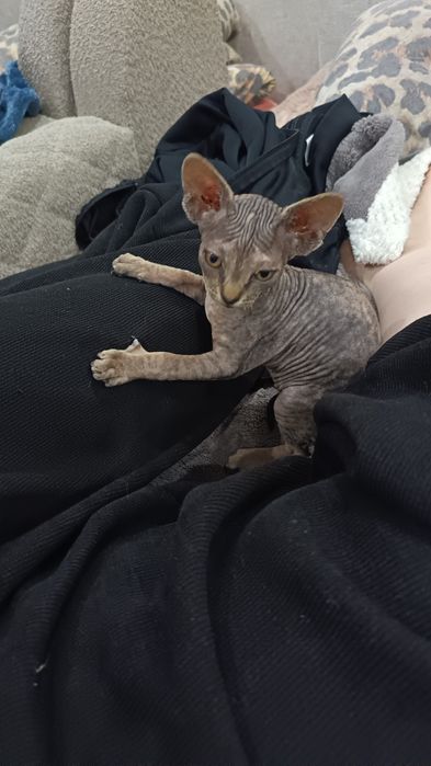 Котята сфинксы две девочки