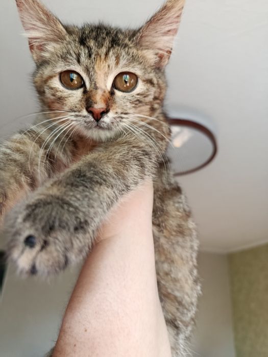 Котёночек Каскелен