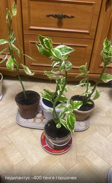 Продам цветы в горшочках