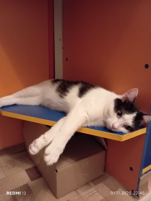 Отдам кошку в добрые руки