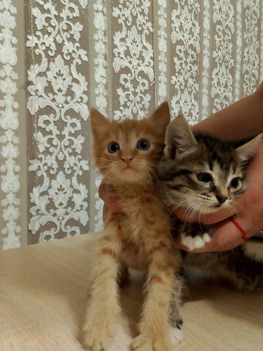 Отдам котят в хорошие руки