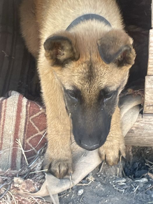 Бельгийская овчарка