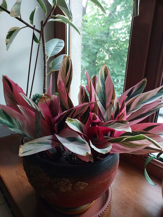 Продам комнатное растение