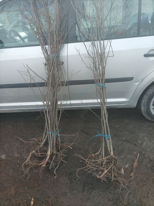 Avem pe stoc puieți de mesteacăn alb fag frasin Paltin primul an