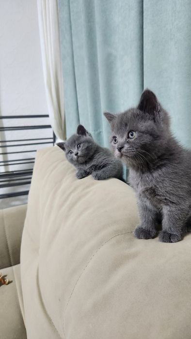 Продаётся  котята skotesh