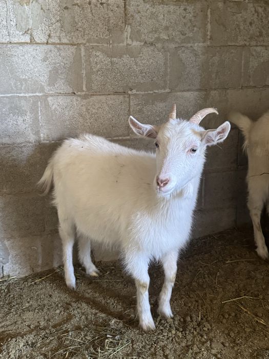 Занен ешкі.Заненский козы