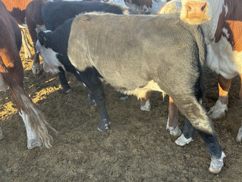 Продам подсос бычков