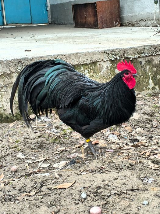 Avstralorp Ruminiya Tuxumlari sotiladi Avstralop Австралорп Австралоп