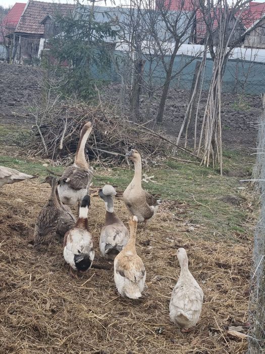 Rațe și gâște de vânzare